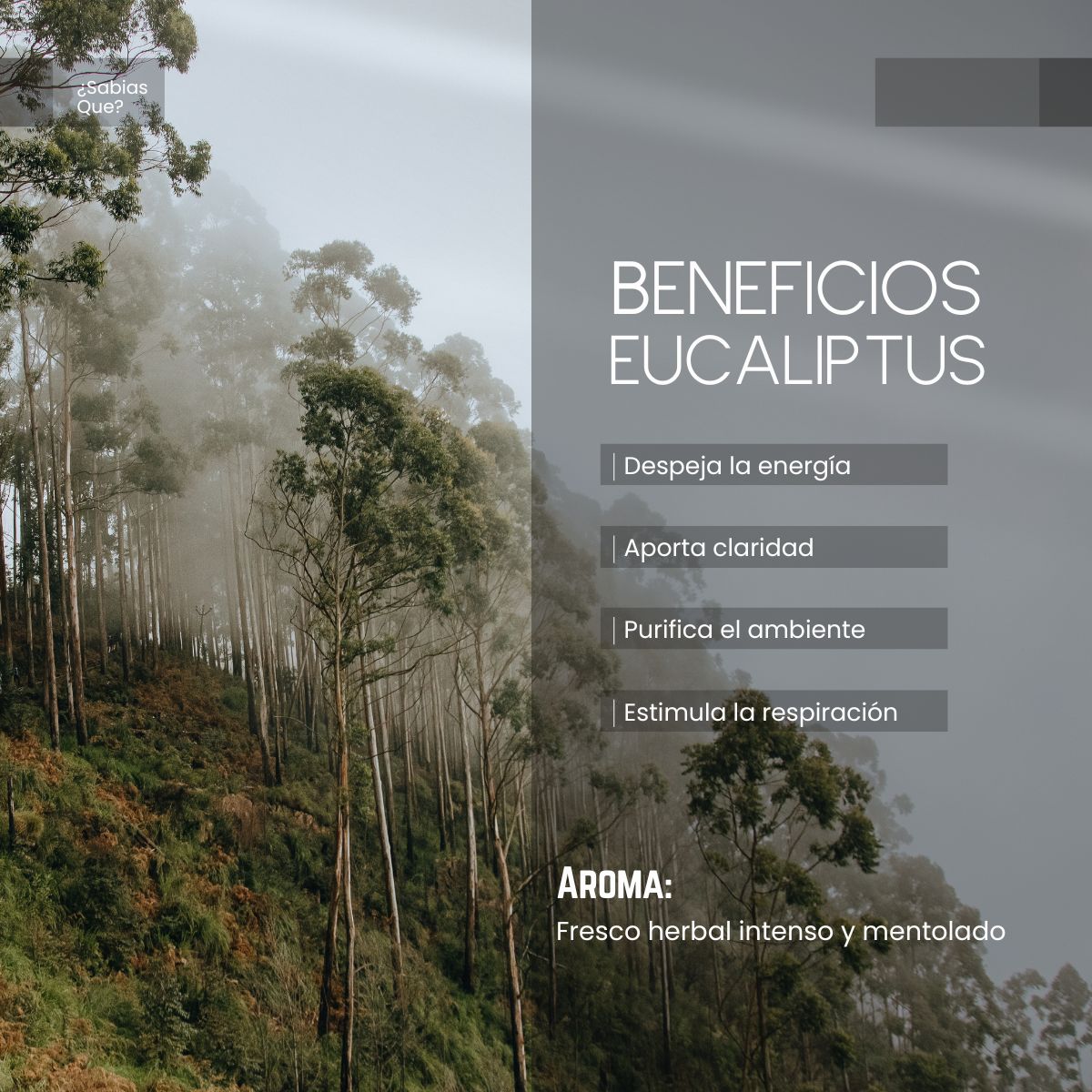 Aceite Esencial Eucaliptus