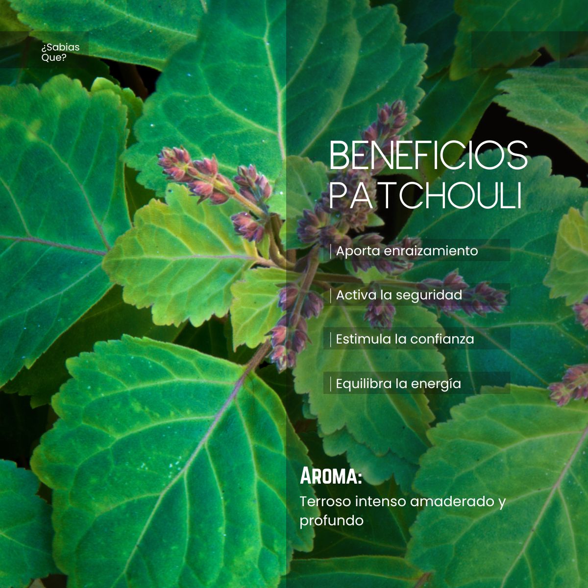 Aceite Esencial Pachuli