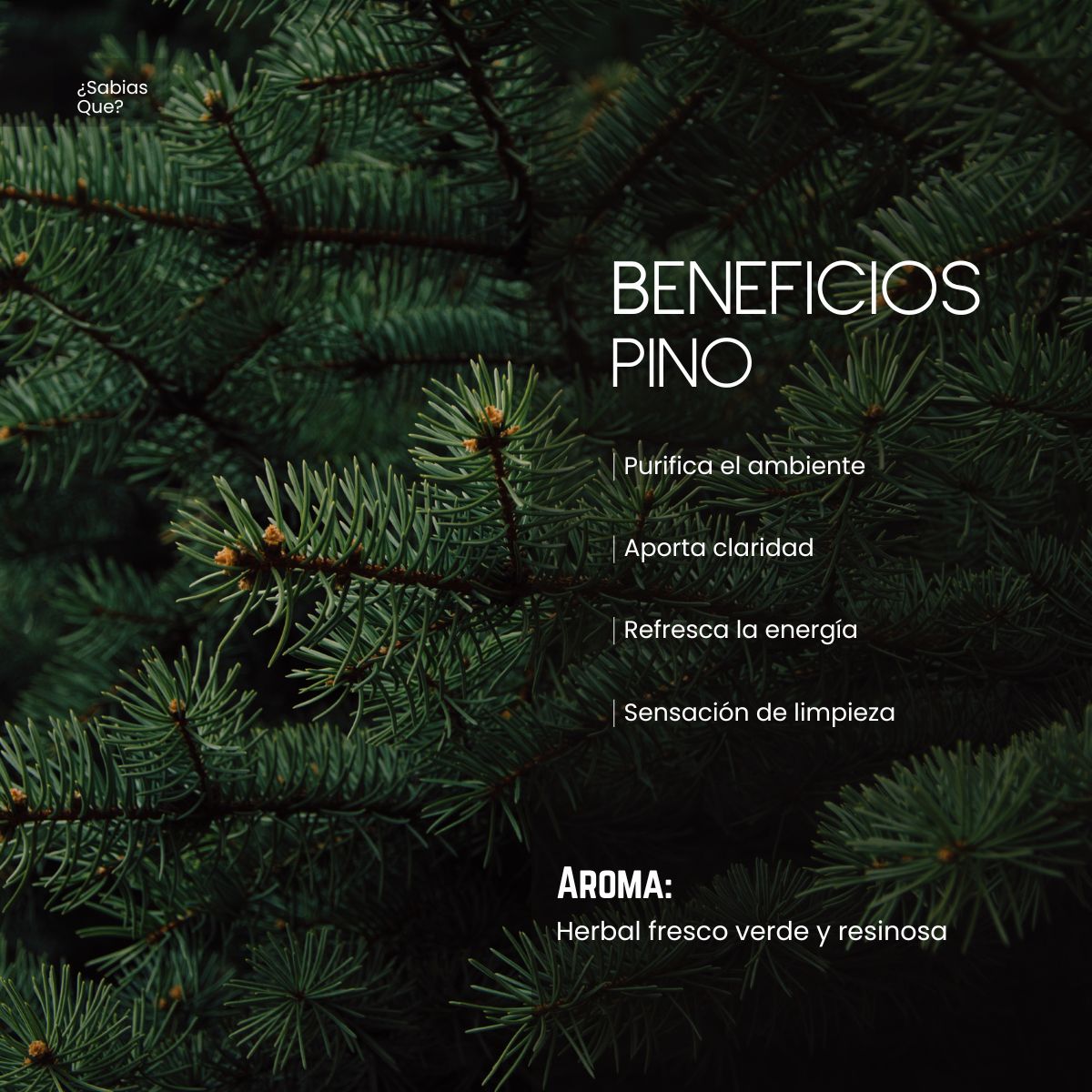 Aceite Aromatico de Pino