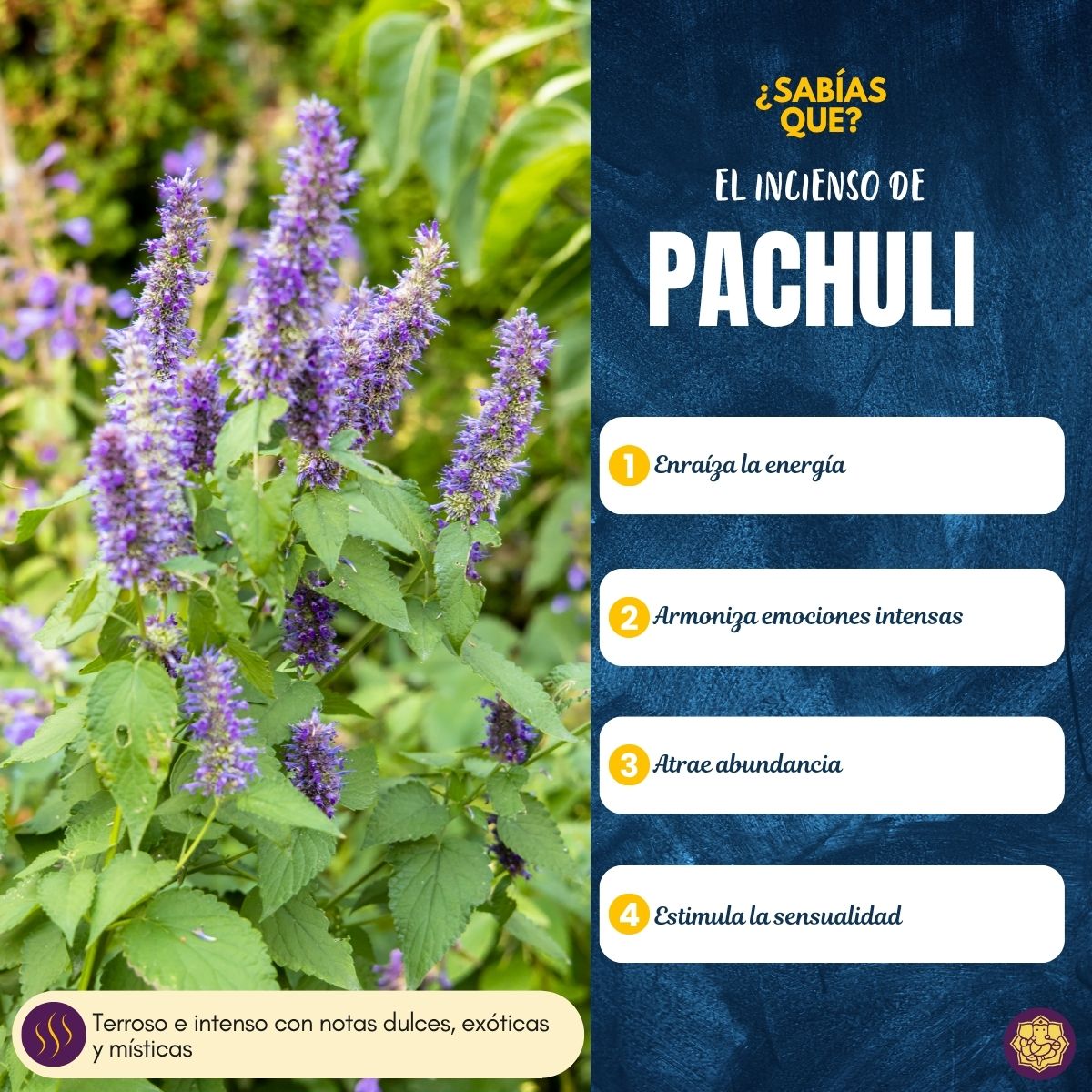 Incienso Orgánico Pachuli