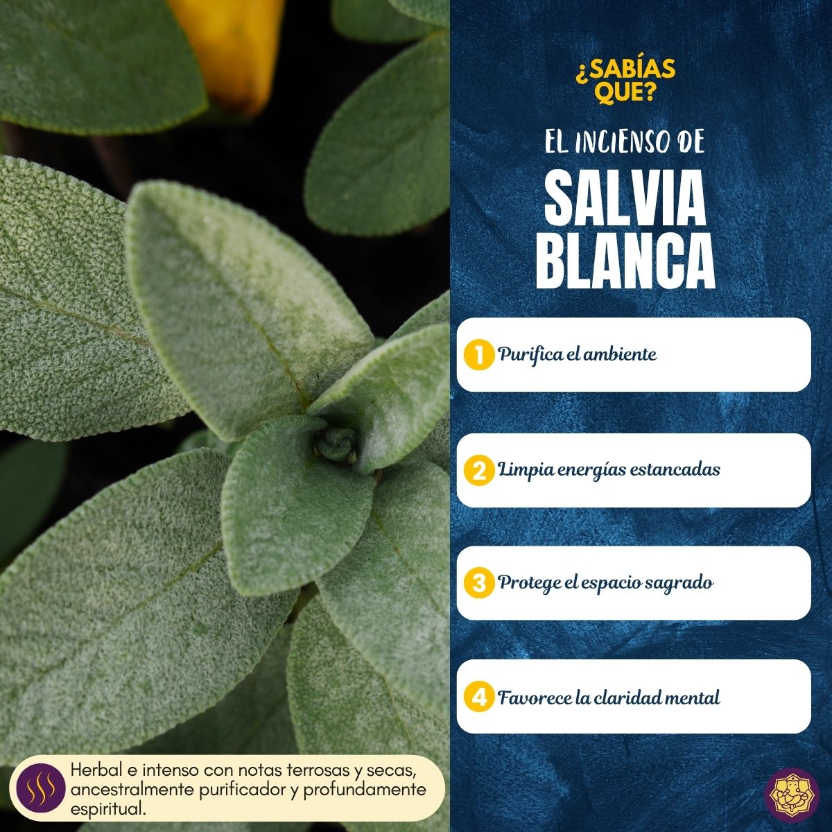 Incienso Cascada Golden Indian Salvia Blanca 120 conos