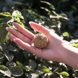 Bomba Herbal XL Purificación